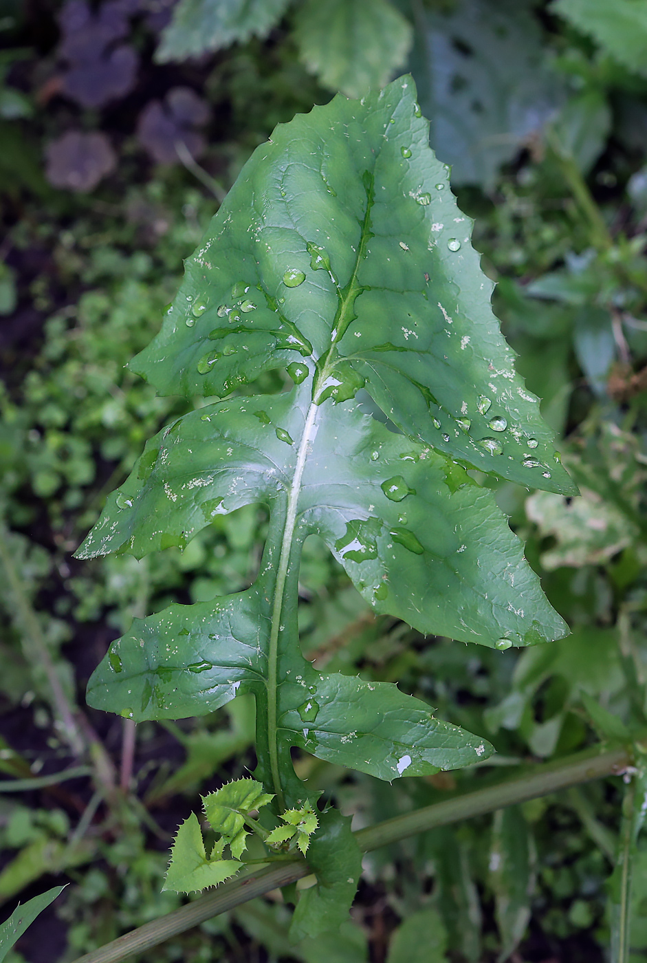 Изображение особи Sonchus oleraceus.