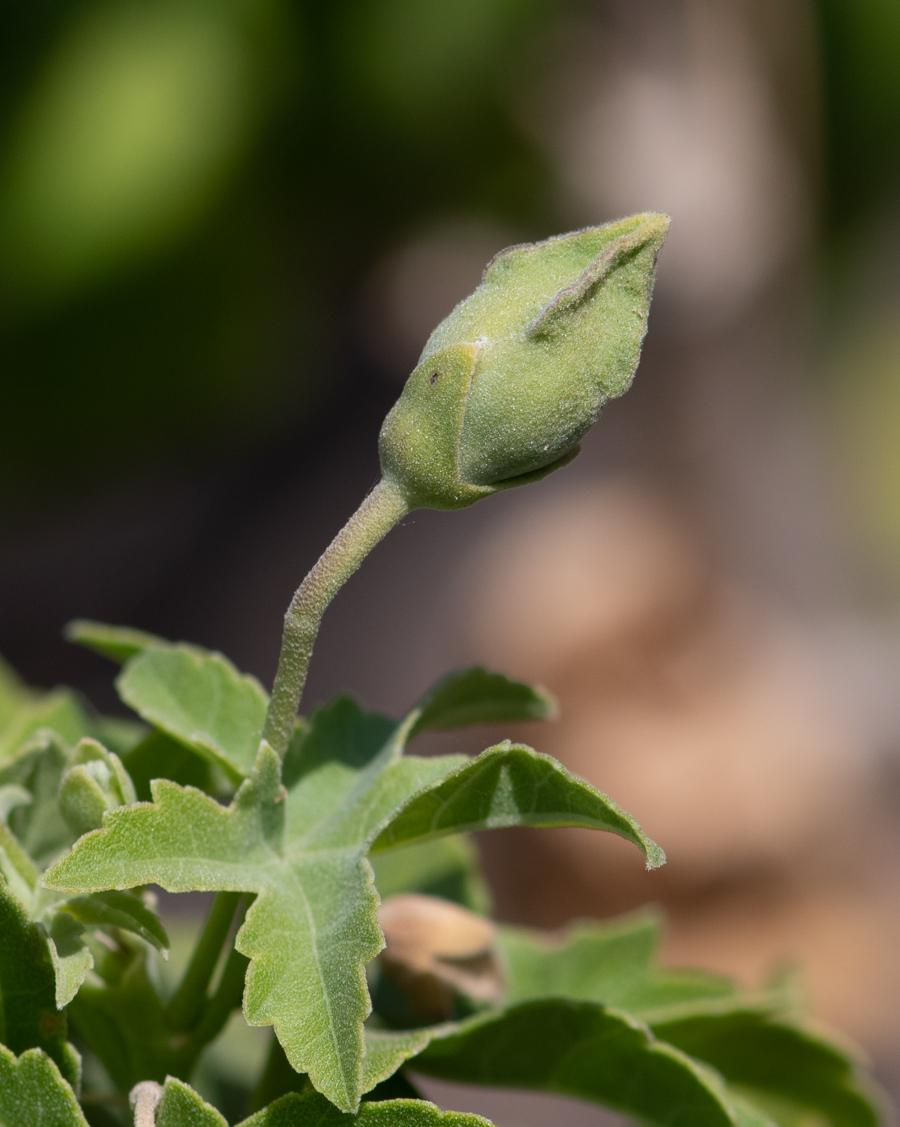 Image of Malva acerifolia specimen.