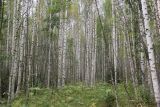 Betula pendula. Вегетирующие растения. Костромская обл., Кологривский р-н, окр. деревни Козлово, молодой лес на месте бывшего поля. 28 августа 2020 г.