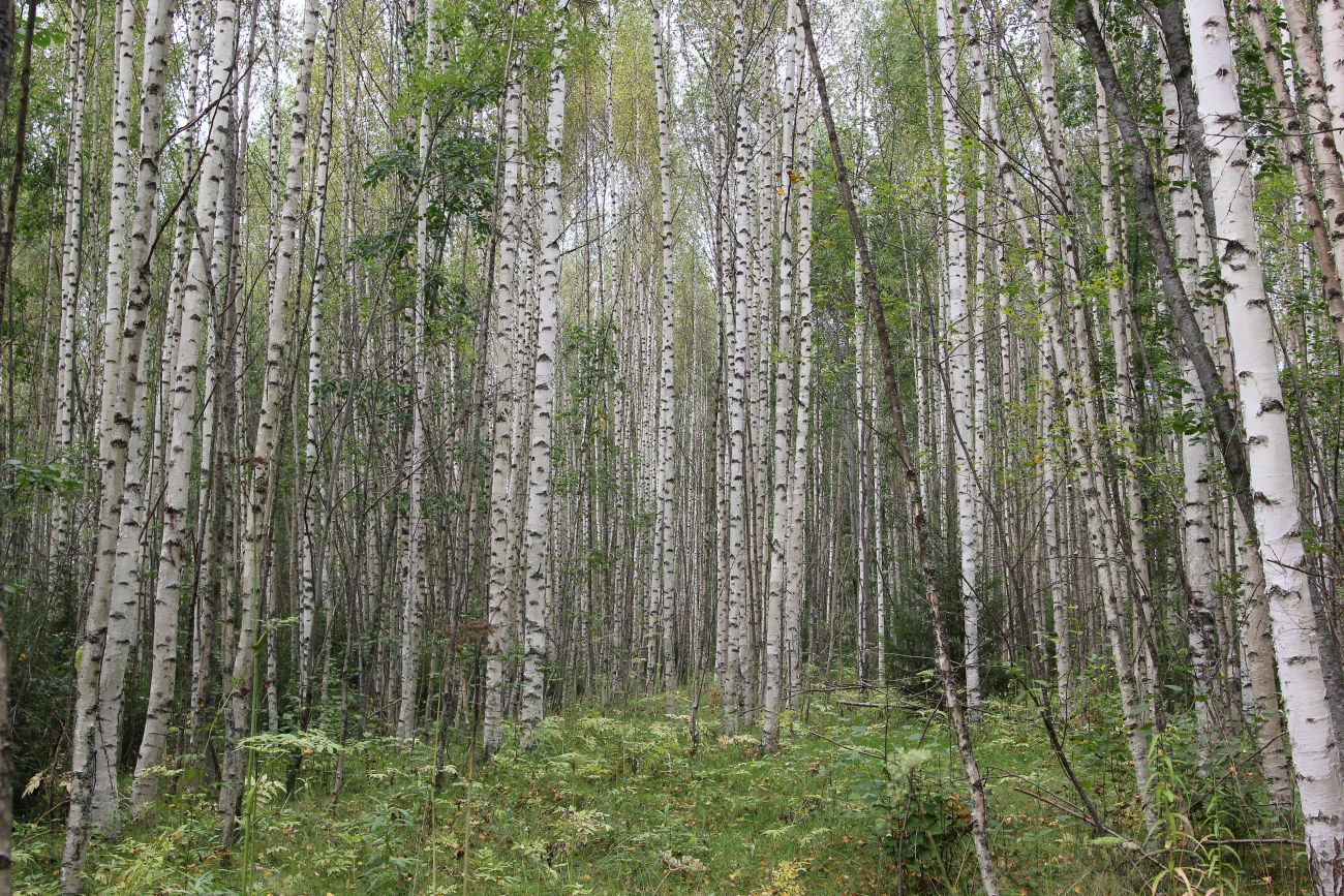 Изображение особи Betula pendula.