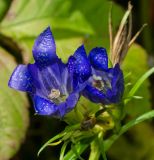 Gentiana pneumonanthe. Цветки и листья. Башкортостан, Гафурийский р-н, окр. дер. Толпарово, долина р. Зилим, заросший луговой растительностью галечник. 2 сентября 2020 г.