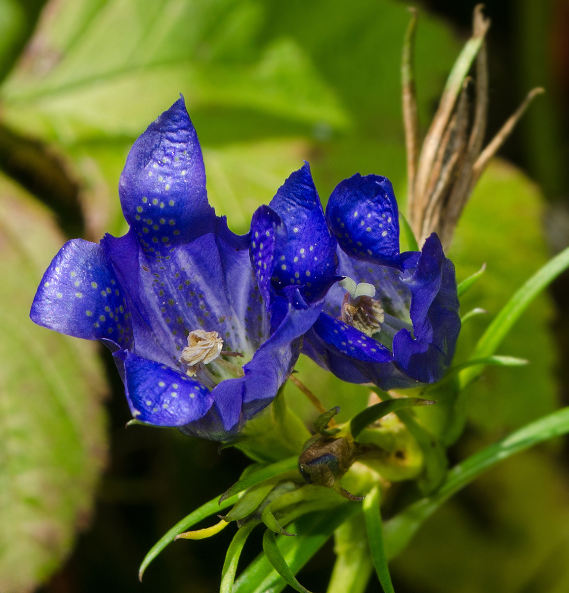 Изображение особи Gentiana pneumonanthe.