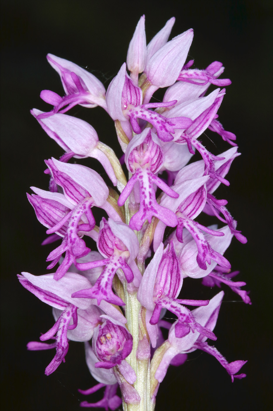 Изображение особи Orchis militaris.