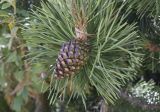 Pinus uncinata