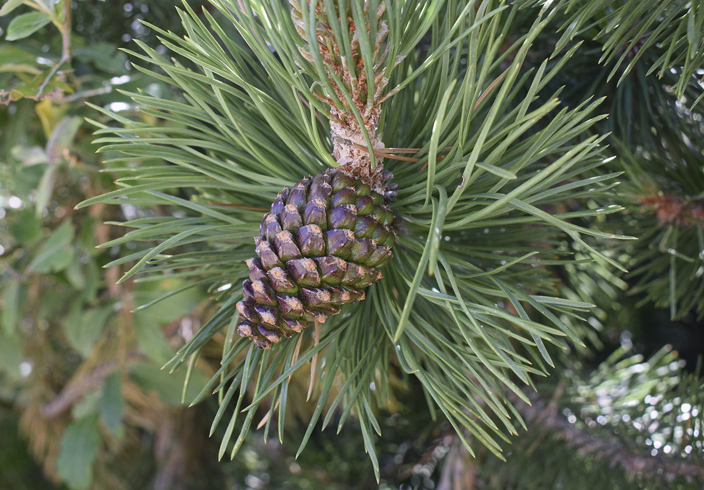 Изображение особи Pinus uncinata.