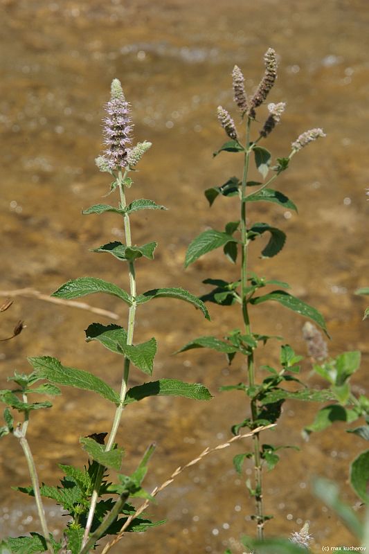 Image of Mentha longifolia specimen.