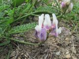 Astragalus captiosus