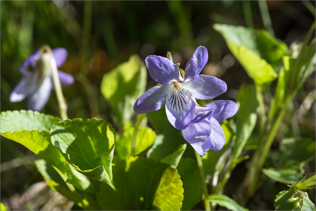 Image of genus Viola specimen.