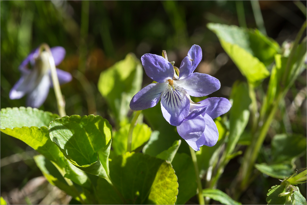 Изображение особи род Viola.