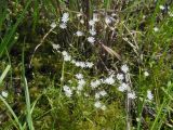 Stellaria graminea