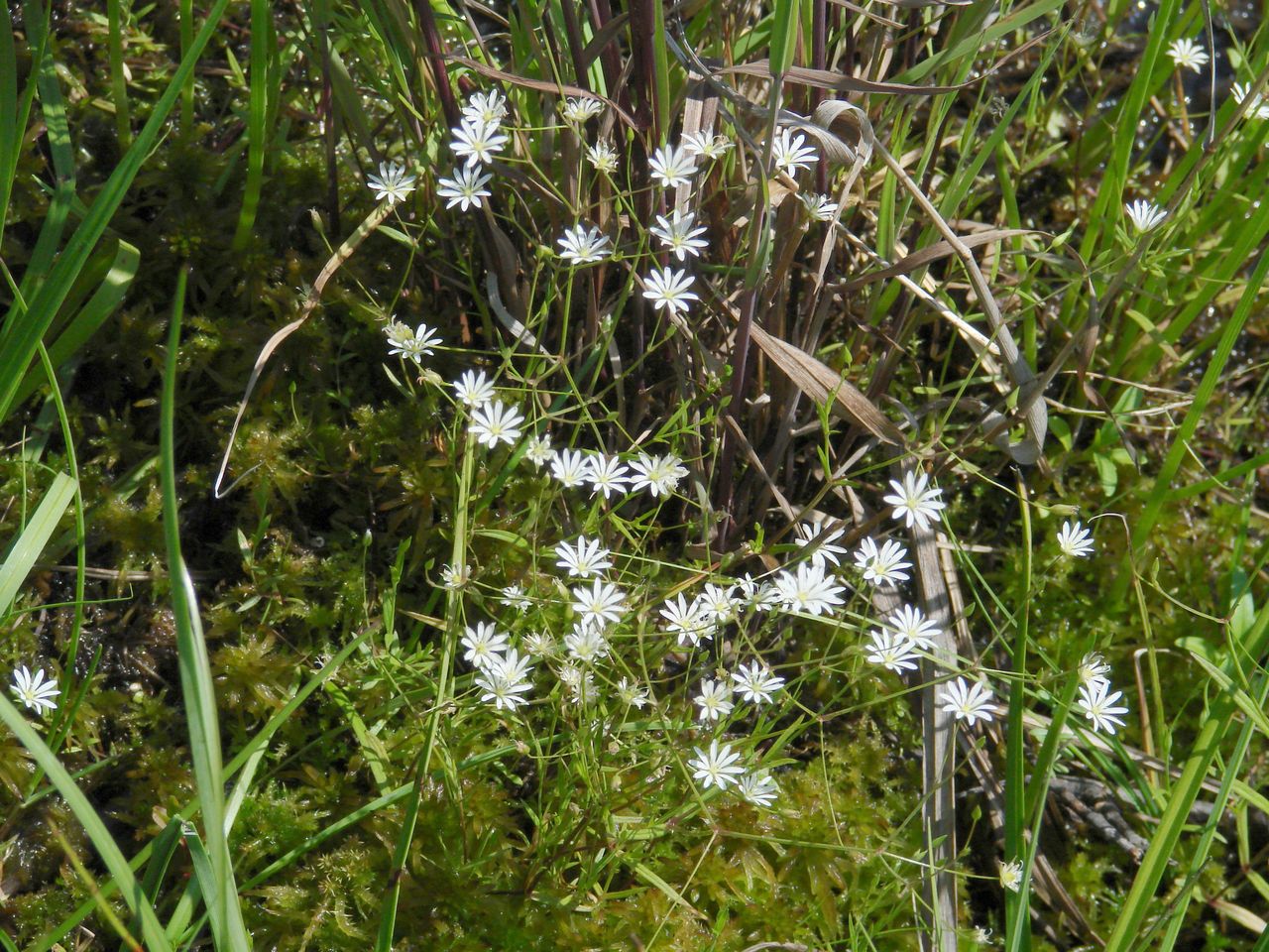 Image of Stellaria graminea specimen.