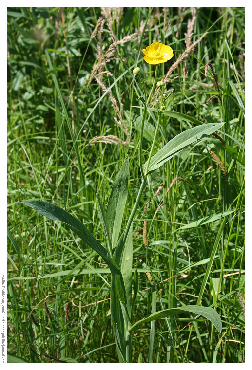 Image of Ranunculus lingua specimen.