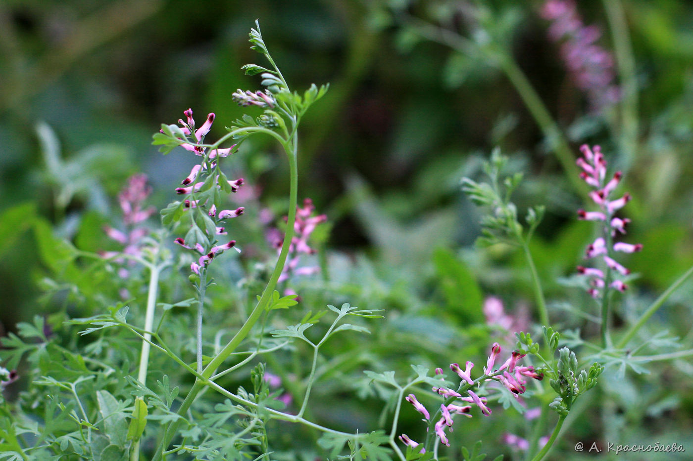 Изображение особи Fumaria officinalis.