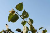 genus Populus. Побег с листьями, поражёнными грибами. Карелия, г. Медвежьегорск, побережье Онежского оз. близ ул. Онежская, тополёво-берёзовая роща. 26.09.2020.