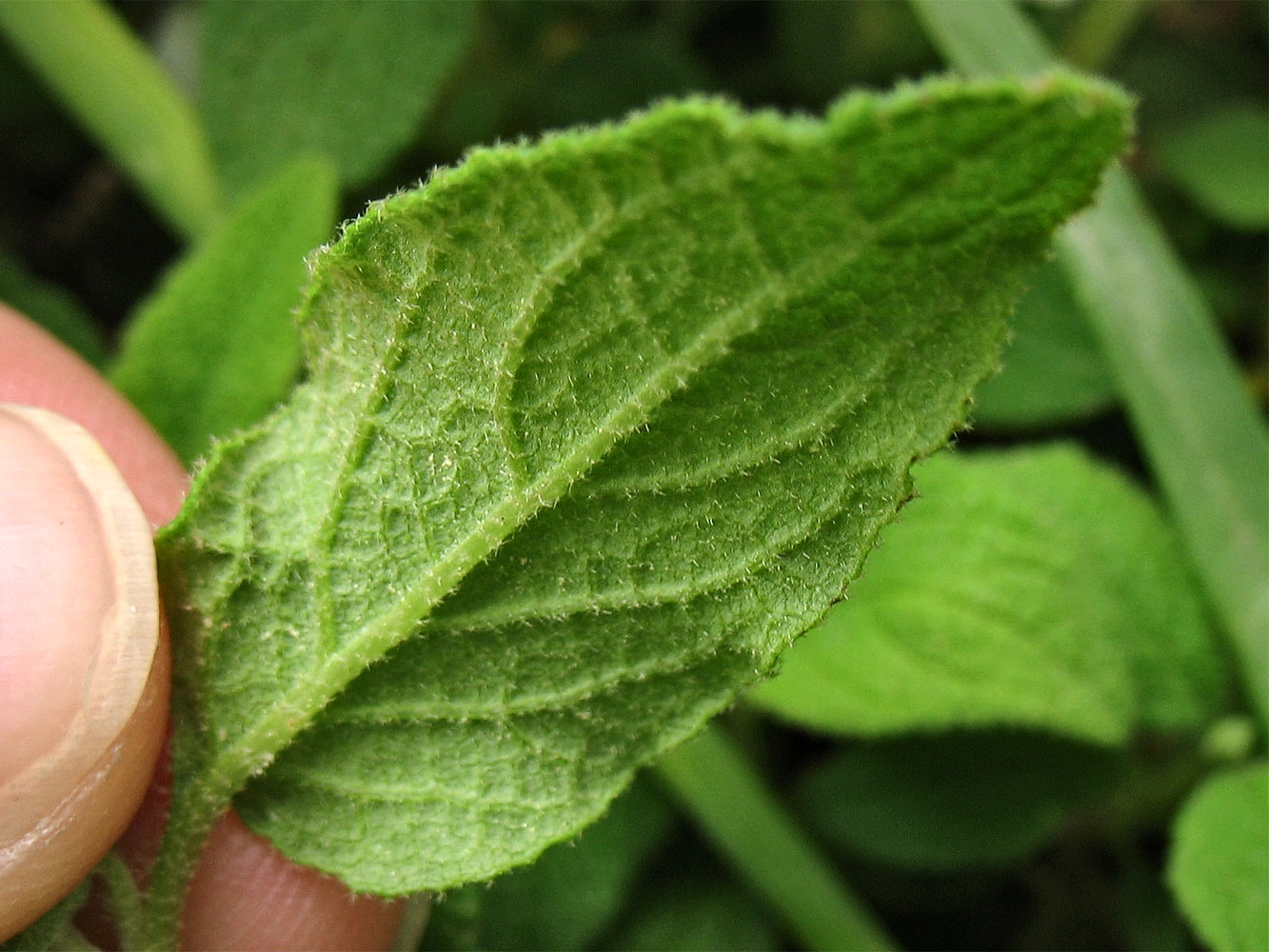 Image of Cistus salviifolius specimen.