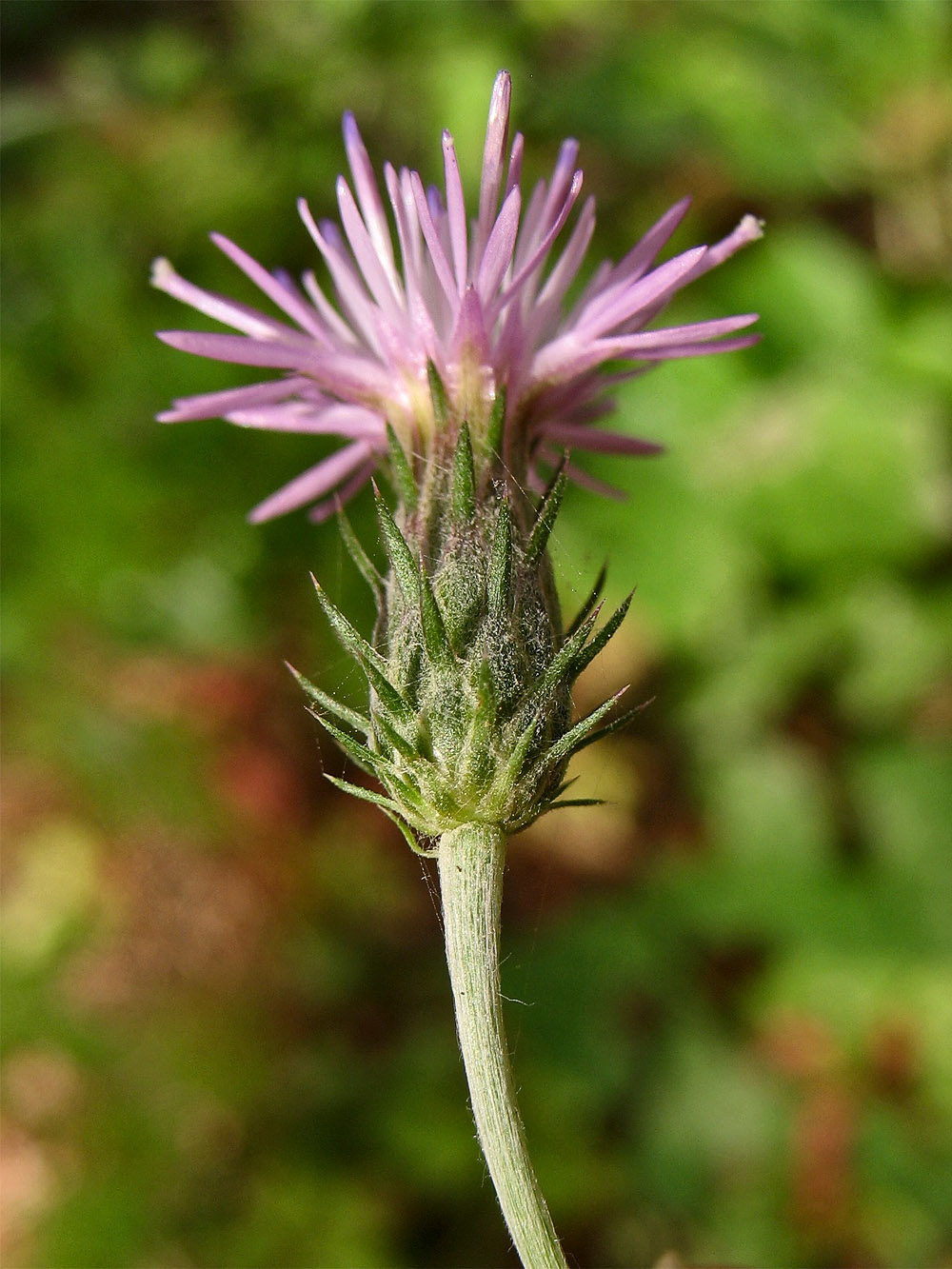 Изображение особи Carduus argentatus.