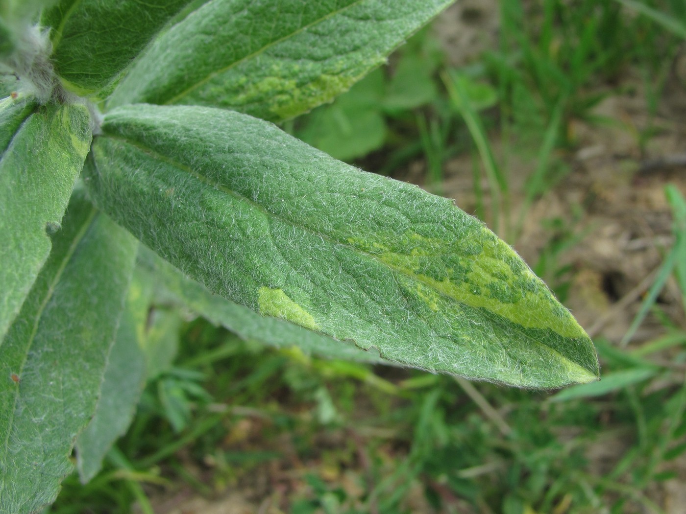 Image of Inula germanica specimen.