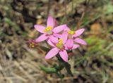 Centaurium подвид turcicum