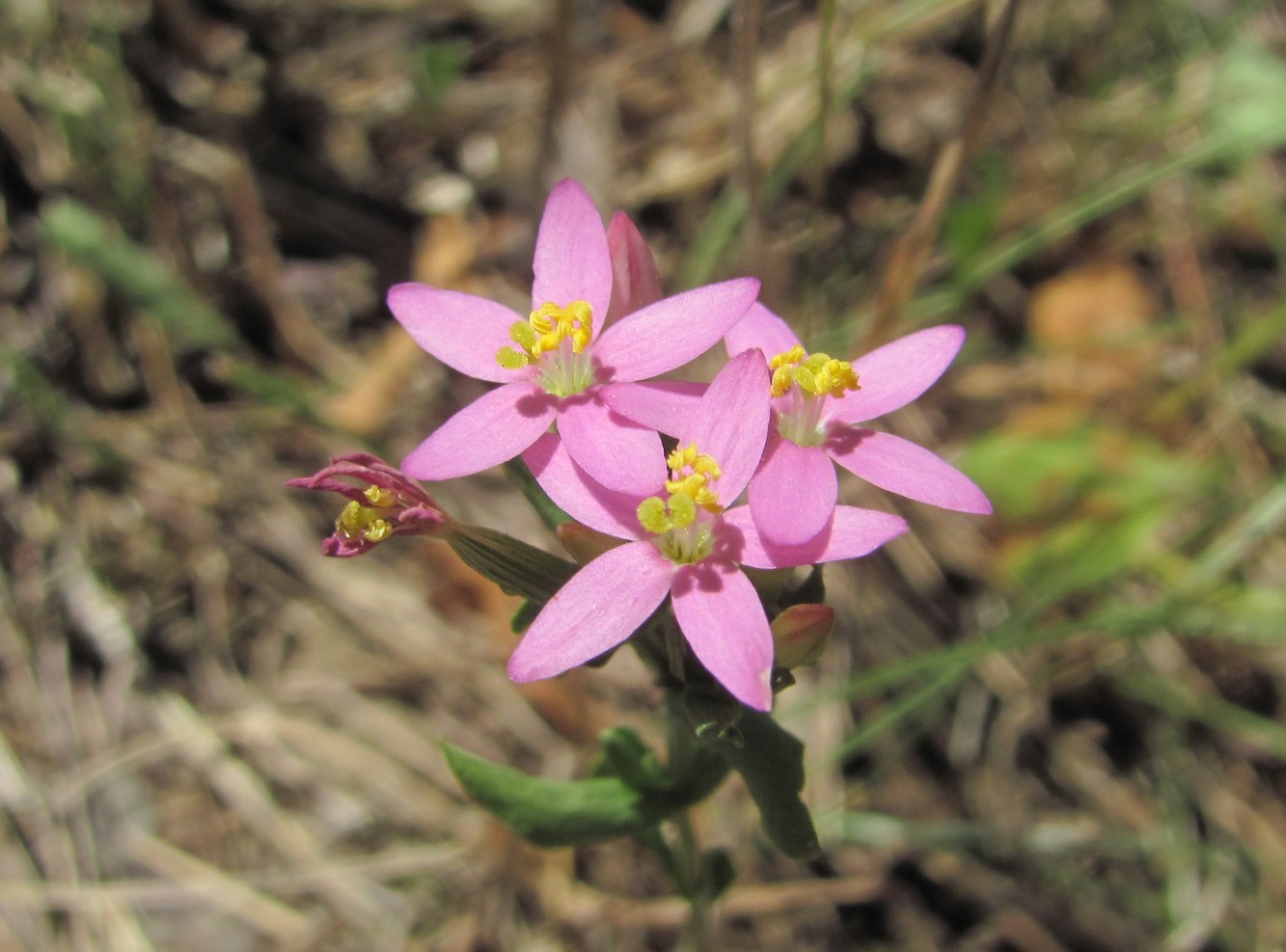Image of Centaurium erythraea ssp. turcicum specimen.