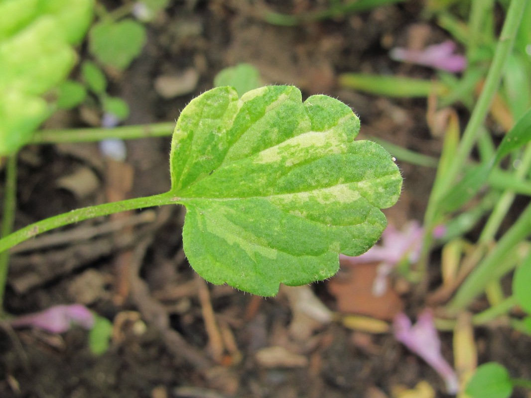 Изображение особи Lamium purpureum.