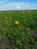 Ranunculus polyanthemos