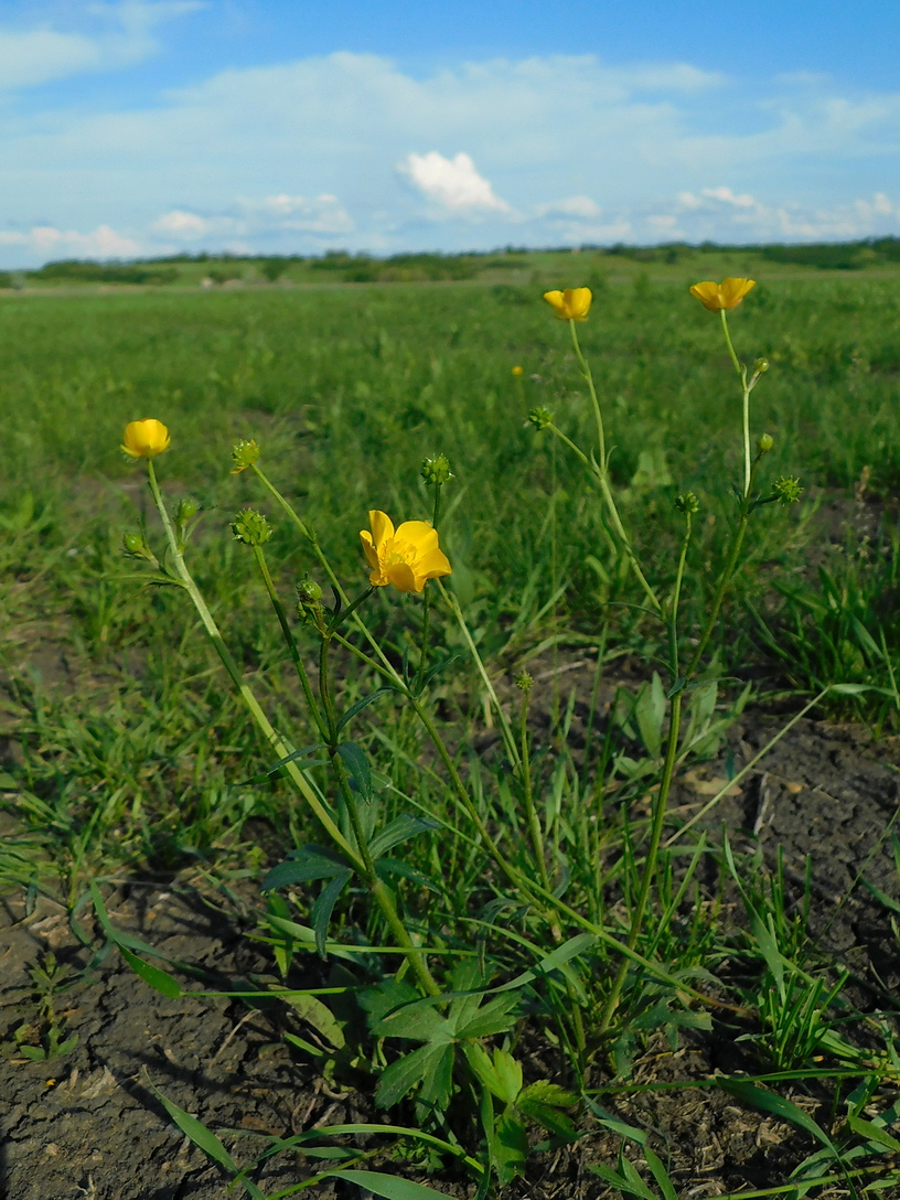 Image of Ranunculus polyanthemos specimen.