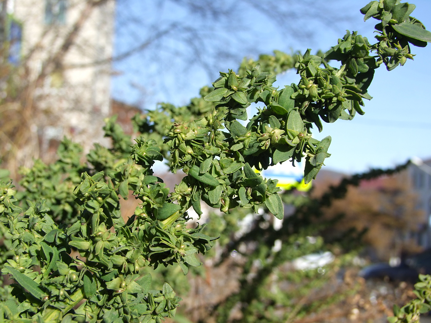 Image of genus Atriplex specimen.