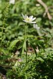 Anemone nemorosa. Цветущее растение. Беларусь, Витебская обл., окр. дер. Сурмино, сырая вырубка на месте смешанного елово-сосново-мелколиственного леса у грунтовой дороги. 09.05.2021.