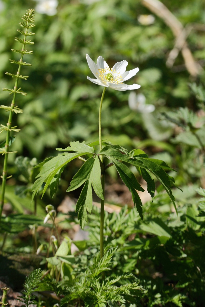 Image of Anemone nemorosa specimen.
