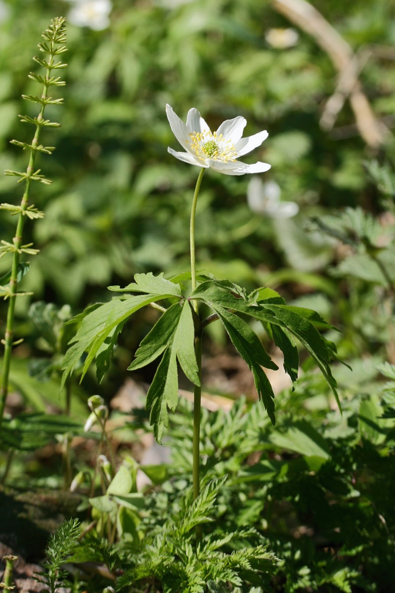 Изображение особи Anemone nemorosa.