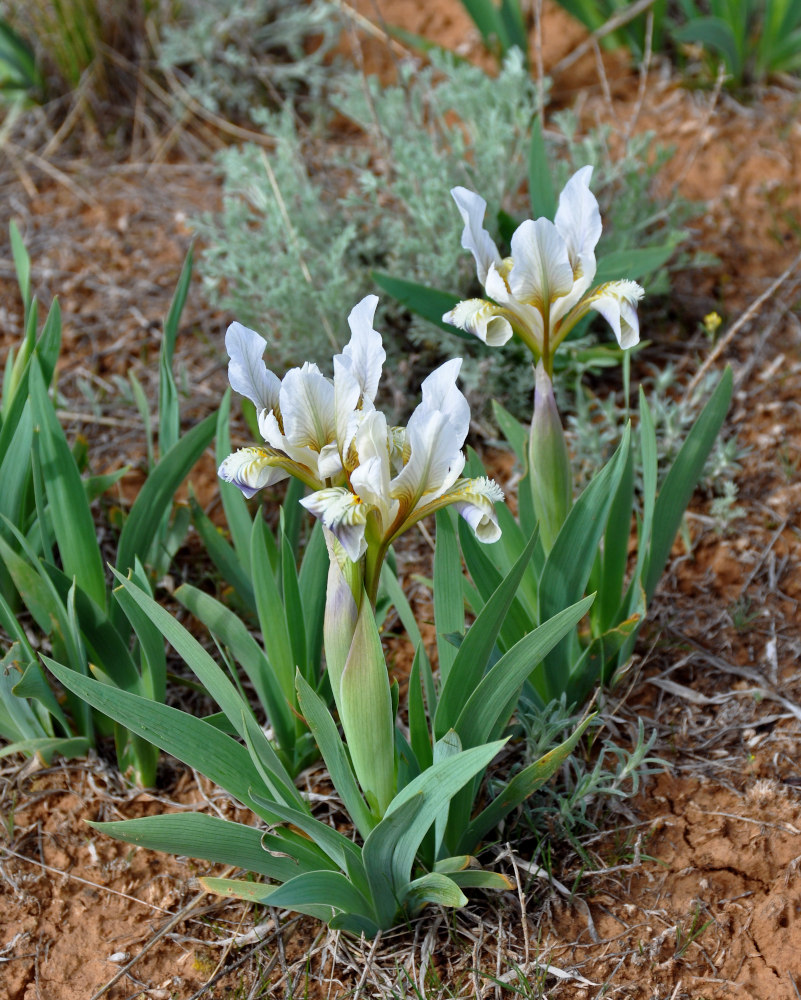 Изображение особи Iris scariosa.