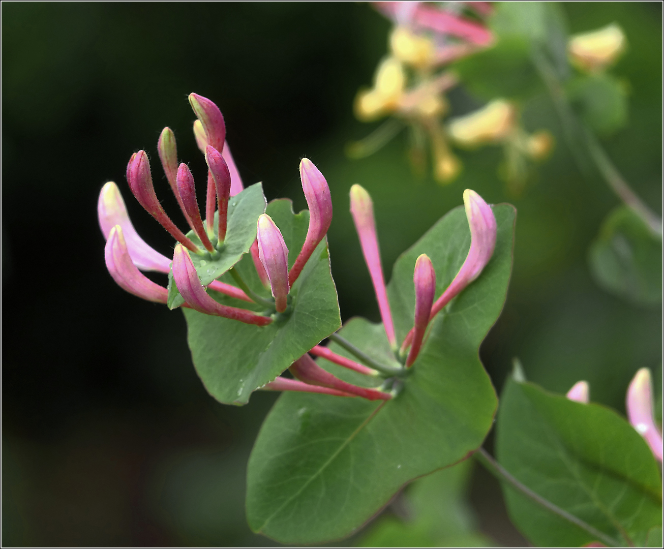 Image of Lonicera caprifolium specimen.