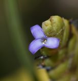 Tillandsia fendleri