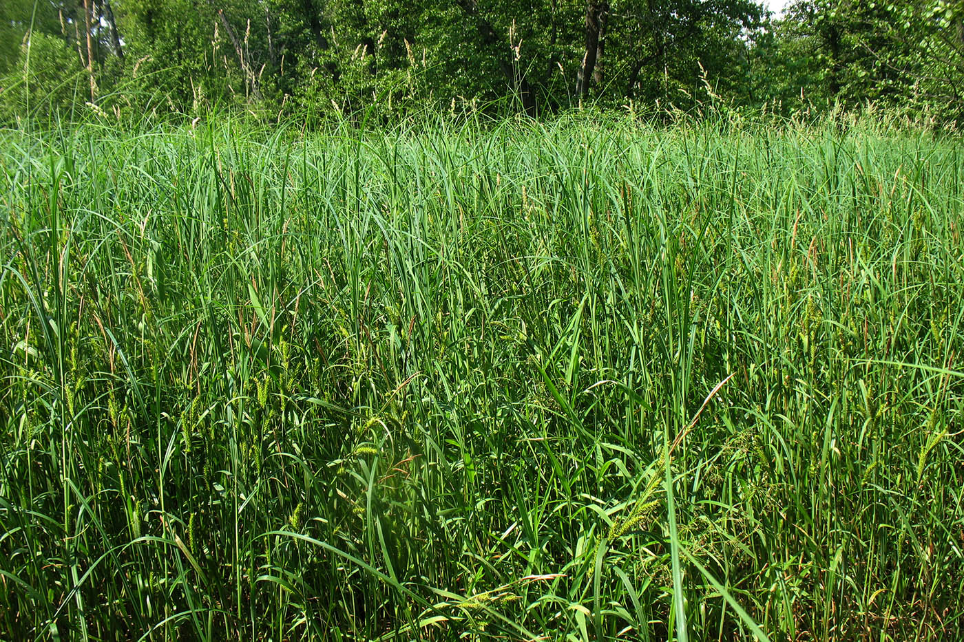 Изображение особи Carex atherodes.