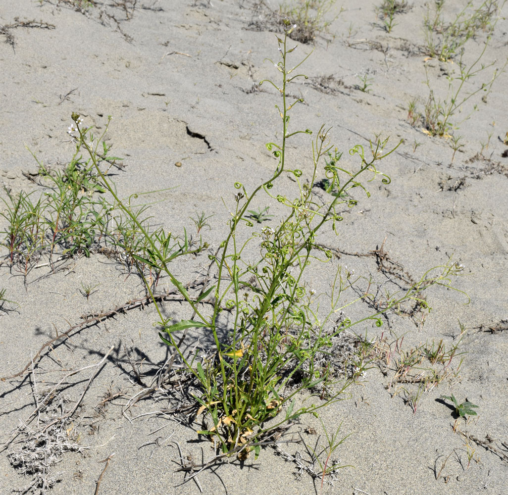 Изображение особи Streptoloma desertorum.