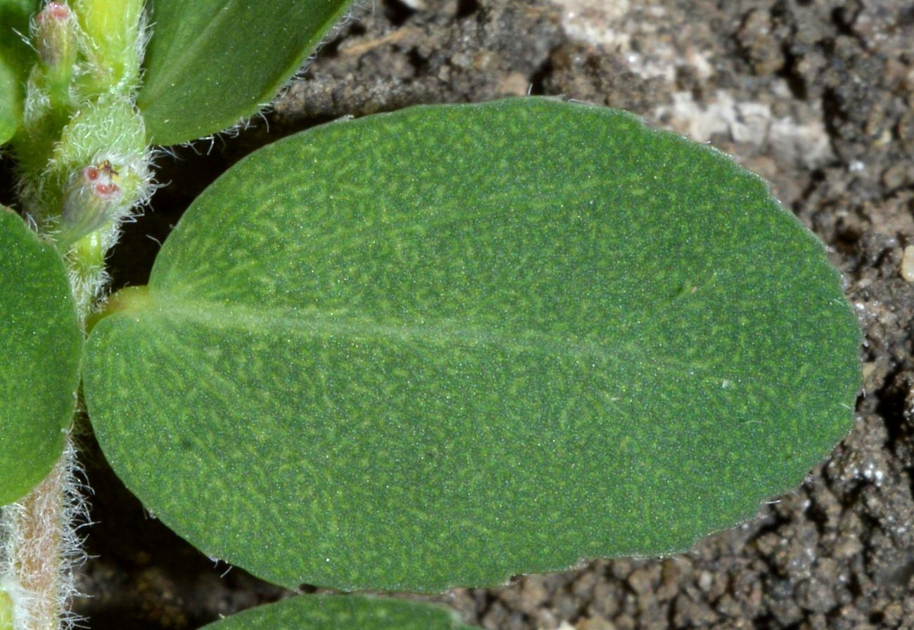 Изображение особи Euphorbia prostrata.