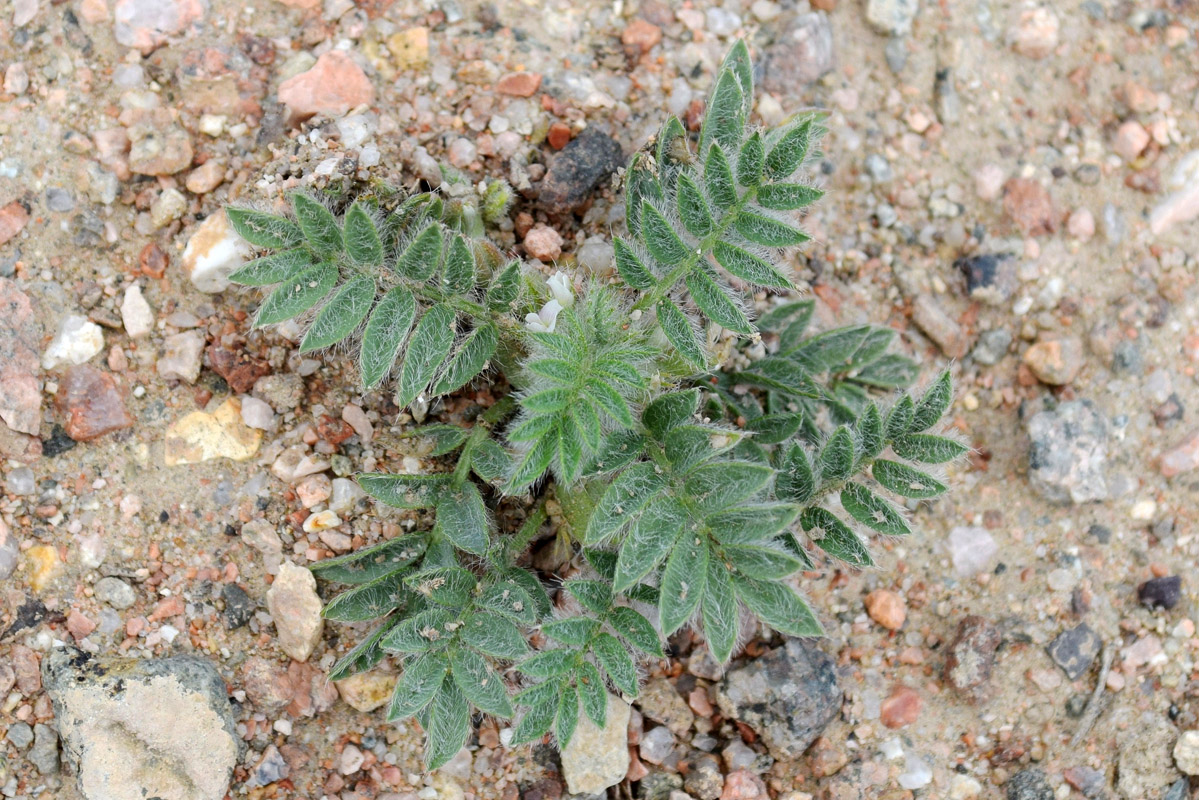 Image of Astragalus tribuloides specimen.