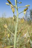 Ornithogalum pyrenaicum. Часть соцветия с завязавшимися плодами. Крым, Керченский п-ов, городской округ Керчь, окр. пос. Подмаячный, мыс Фонарь, степь на верхней террасе приморского склона. 28.05.2021.