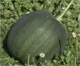 Image of taxon representative. Author is Виталий Гуменюк