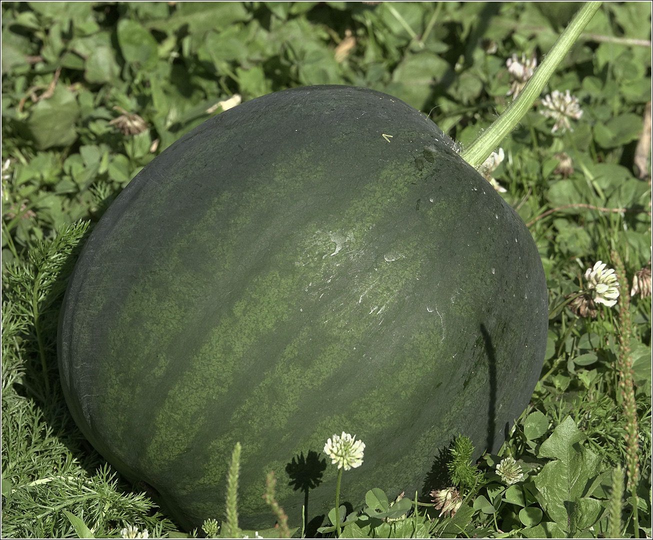 Image of Citrullus lanatus specimen.