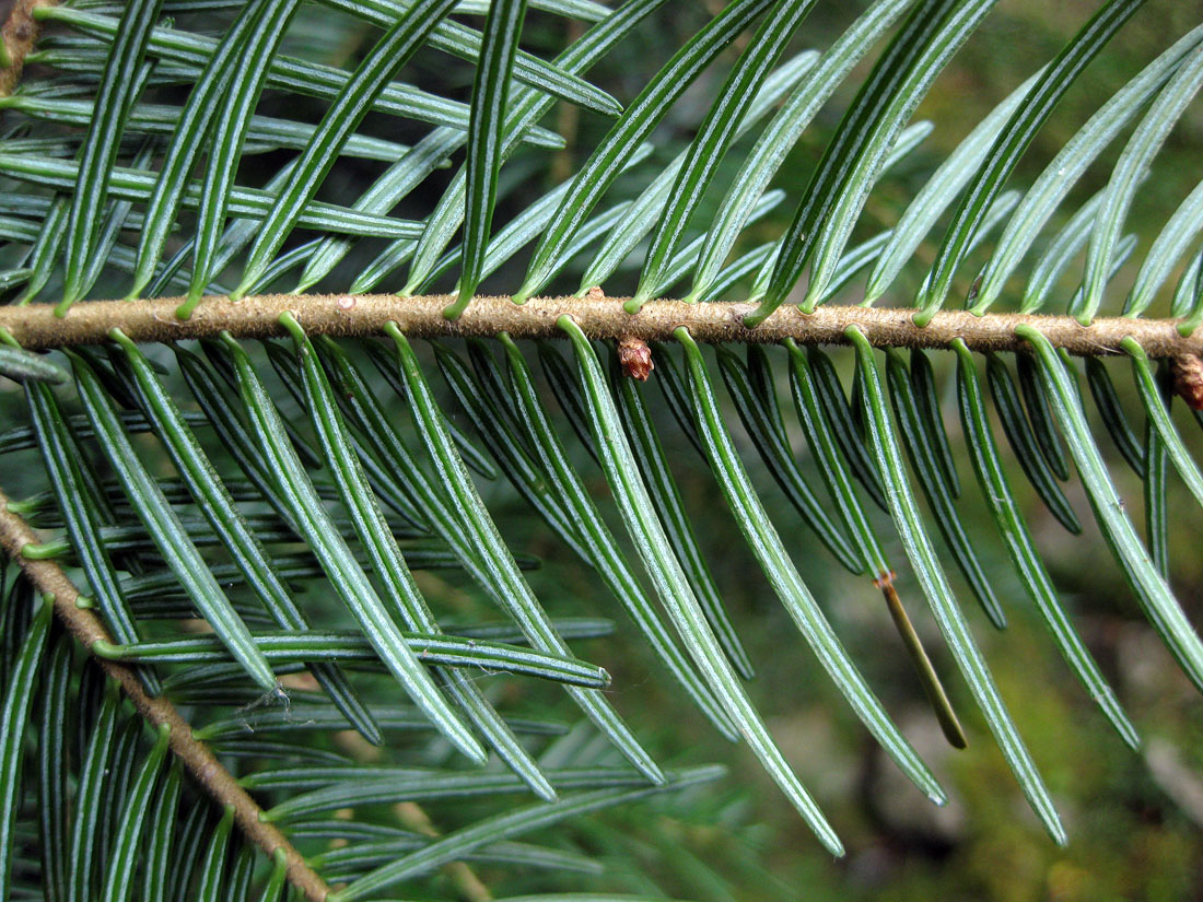 Image of Abies alba specimen.