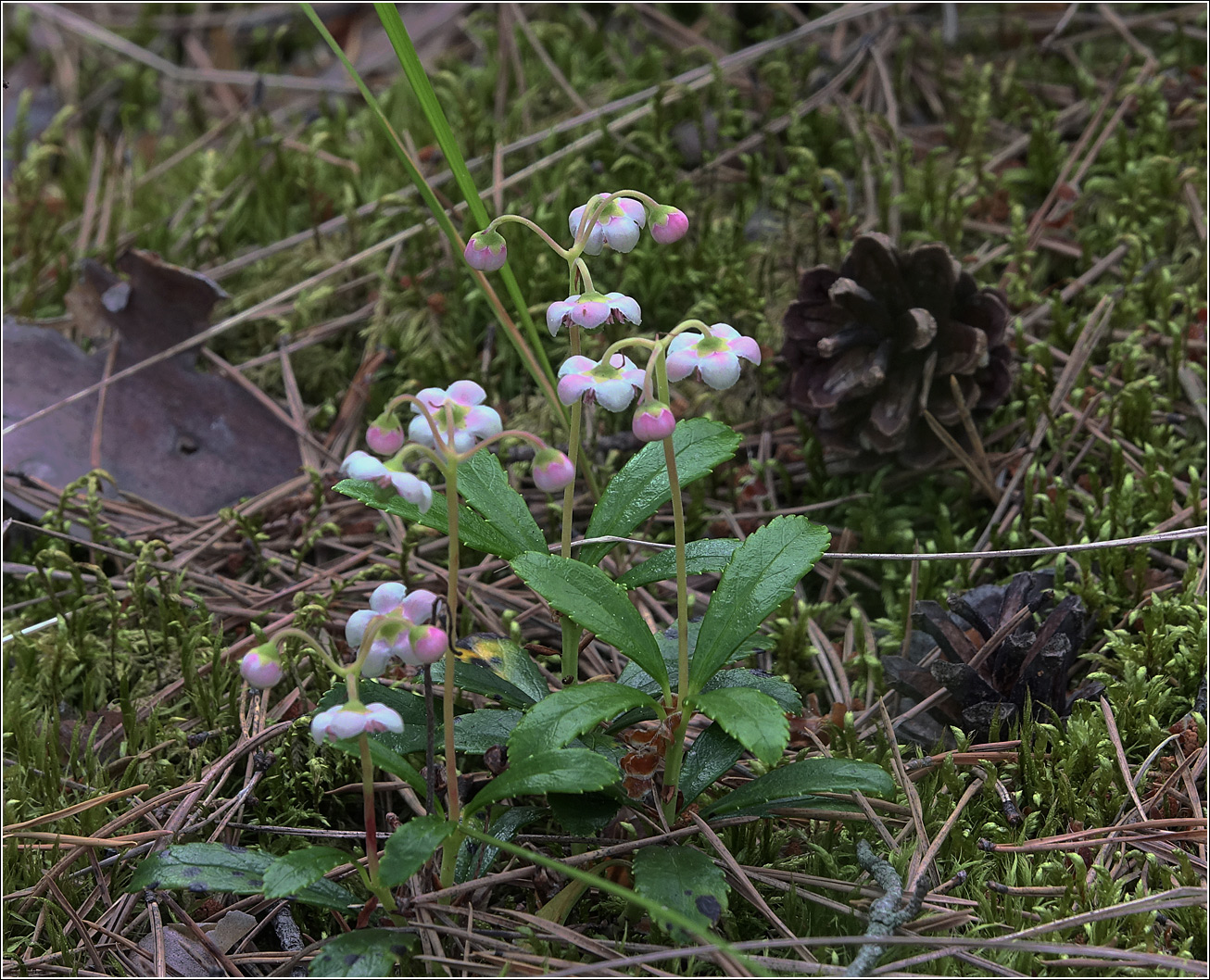 Изображение особи Chimaphila umbellata.