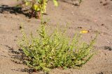 Amaranthus albus