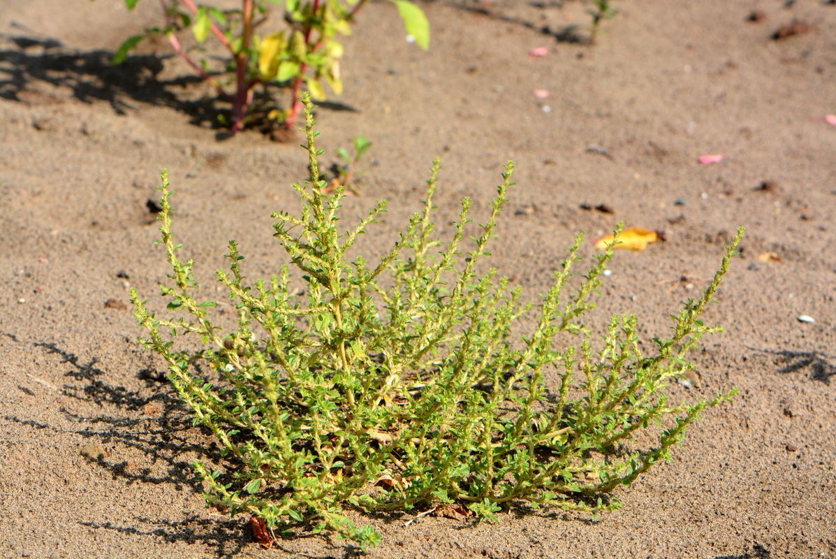 Image of Amaranthus albus specimen.