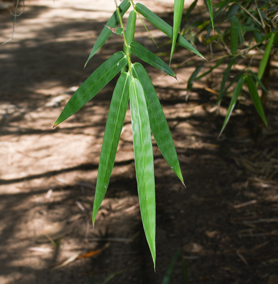 Image of Bambusa multiplex specimen.