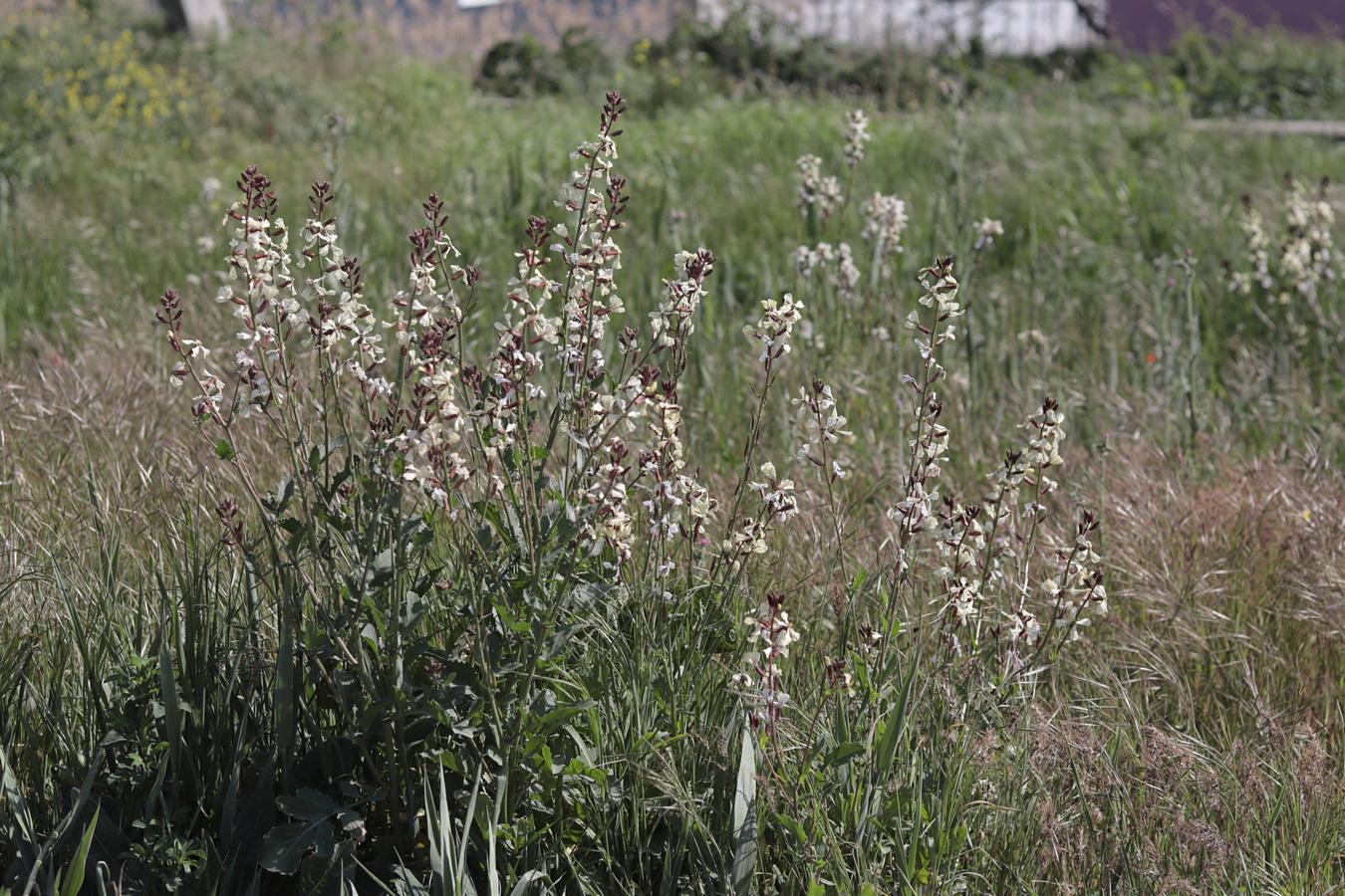 Изображение особи Eruca sativa.