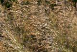 семейство Poaceae