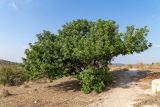 Ceratonia siliqua. Взрослое дерево. Израиль, Национальный парк Бейт Гуврин. 19.10.2019.