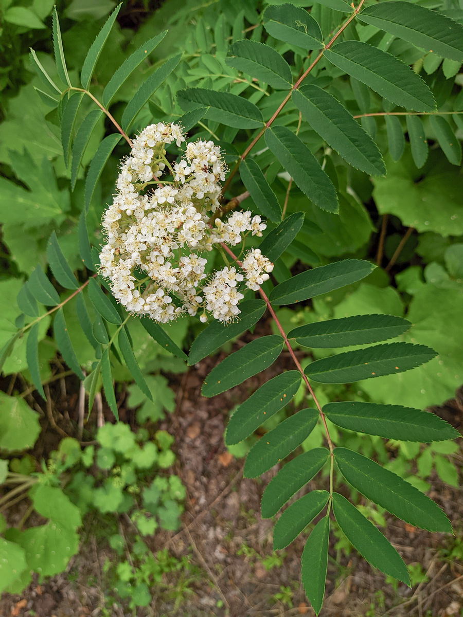 Image of Sorbus aucuparia specimen.