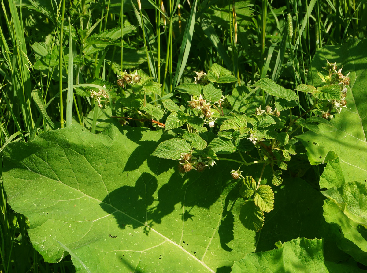 Изображение особи Rubus idaeus.